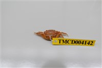 藏品(絨毛近方蟹)的圖片